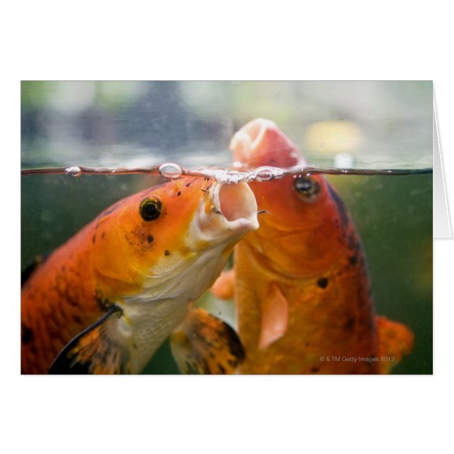 Koi carps (Front Horizontal)
