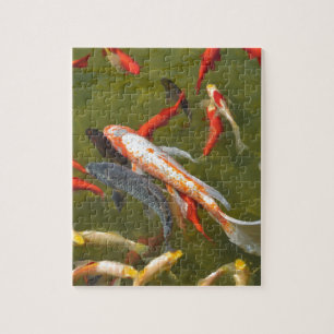 Koi carps in pond jigsaw puzzle