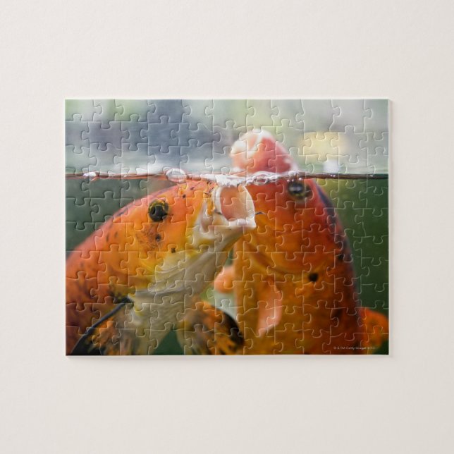 Koi carps jigsaw puzzle (Horizontal)
