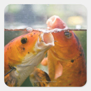 Koi carps square sticker