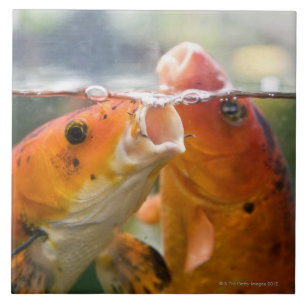 Koi carps tile