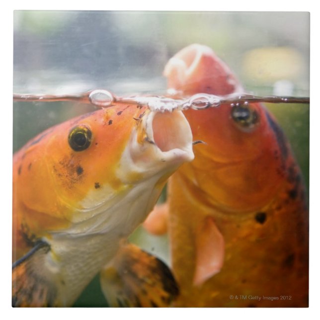 Koi carps tile (Front)