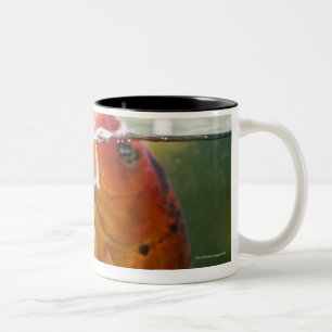 Koi carps Two-Tone coffee mug