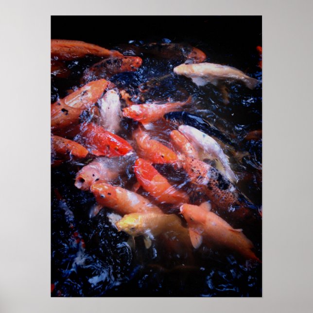 Koi Fish in a Feeding Frenzy, Oahu Poster (Front)
