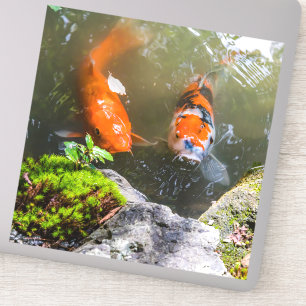 Koi fish in a pond