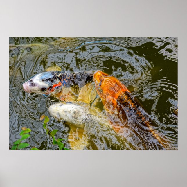 koi fish in a pond poster (Front)