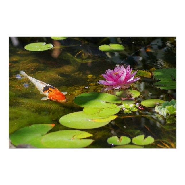 Koi Fish in the Water Lily Pond  Poster (Front)