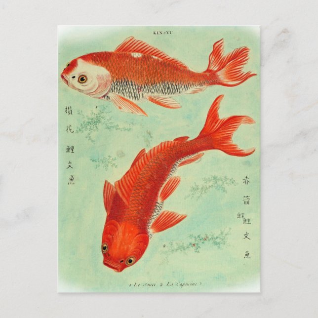 Koi Fish Postcard (Front)