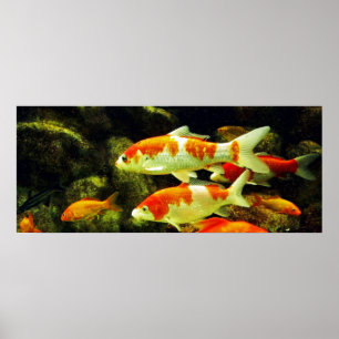 koi Fish Poster