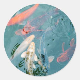 Koi Fish Swimming in Pond Classic Round Sticker