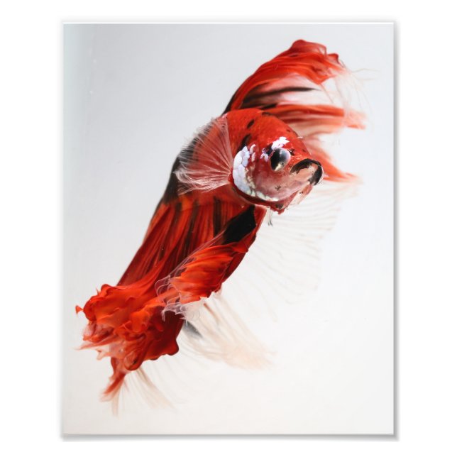 Koi Halfmoon Betta Fish 2 Photo Print (Front)