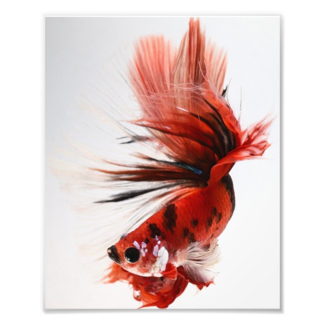 Koi Halfmoon Betta Fish Photo Print (Front)