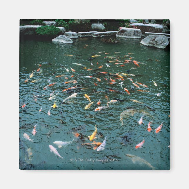 Koi in a Pond Magnet (Front)