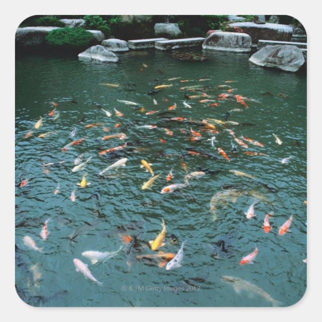 Koi in a Pond Square Sticker (Front)