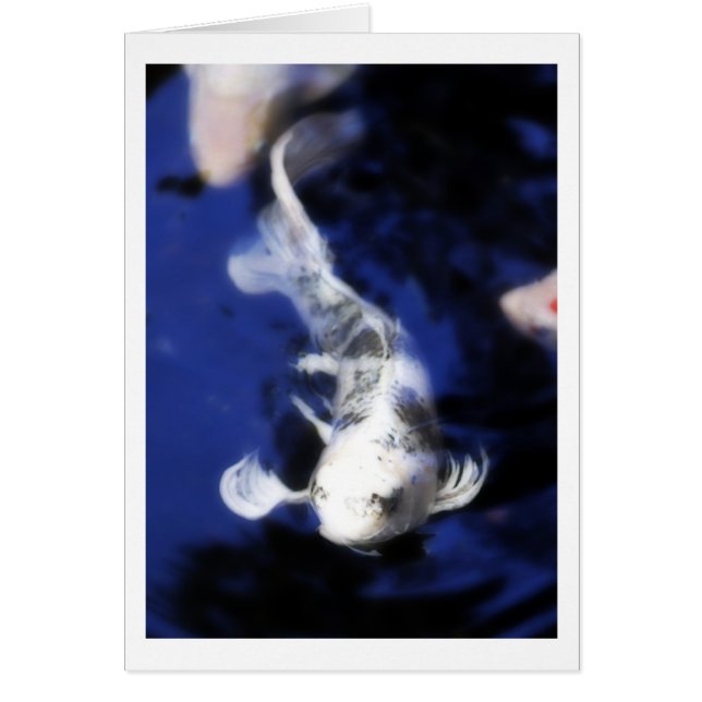 Koi in Hawaii - 7 (Front)