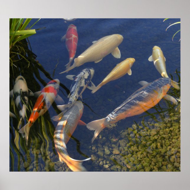 Koi in Shadow Poster (Front)