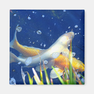 koi pond fish magnet