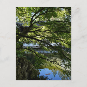 Koi Pond in Chinese Garden Postcard