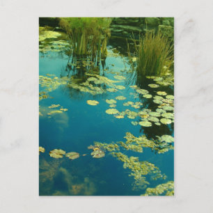Koi Pond Postcard