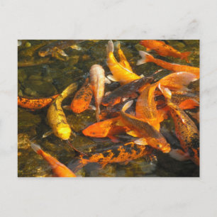 KOI POSTCARD