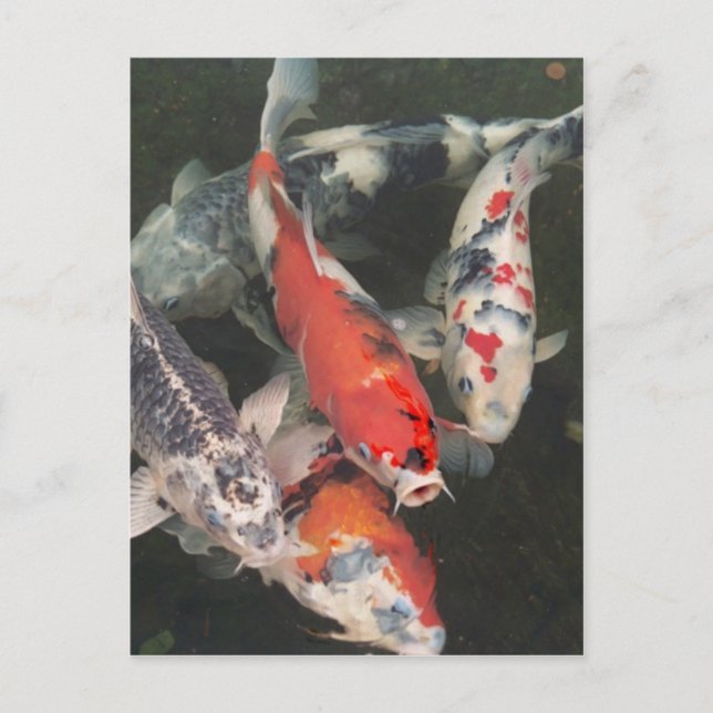 Koi Postcard (Front)