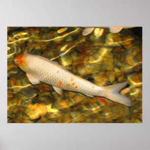 Koi Poster