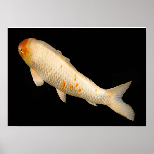 Koi Poster (Front)
