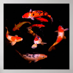 Koi Poster