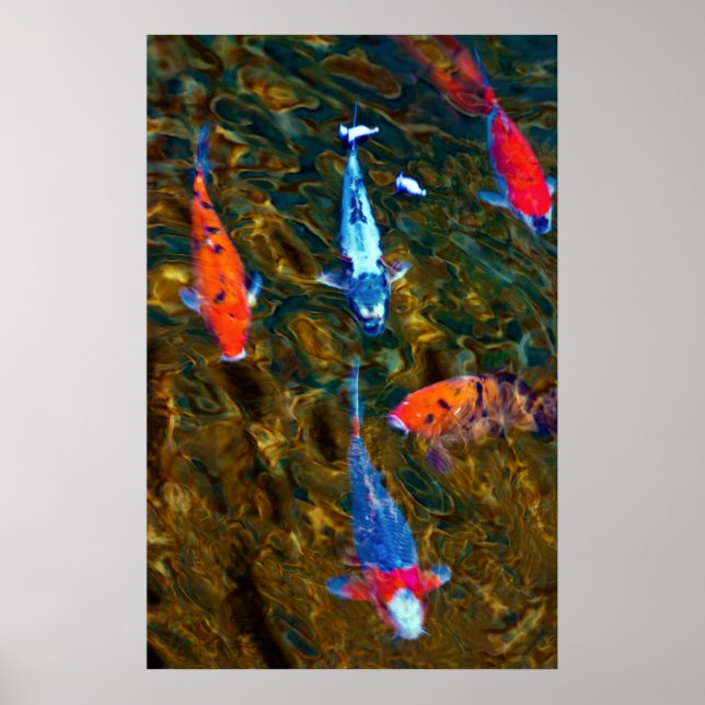 Koi Poster (Front)