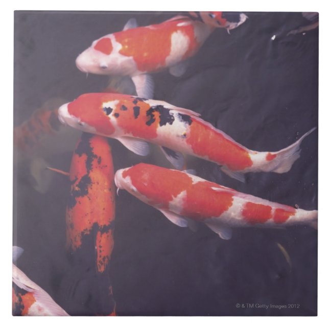 Koi swimming in pool ceramic tile (Front)