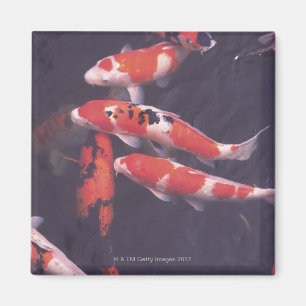 Koi swimming in pool magnet