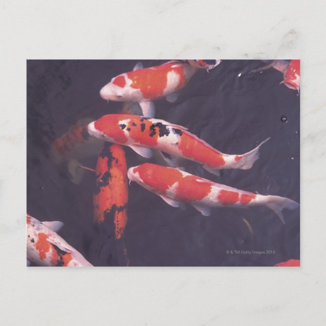 Koi swimming in pool postcard (Front)