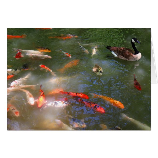 Koi with Canada Geese (Front Horizontal)