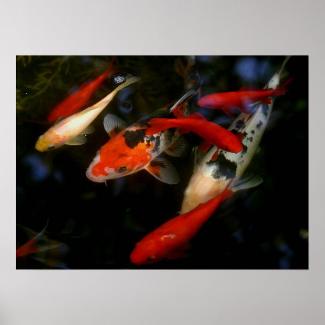 KOI ZEN POSTER (Front)