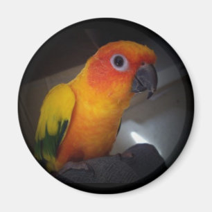 kojo the sun conure - Customised Magnet