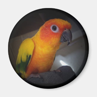 kojo the sun conure - Customised Magnet