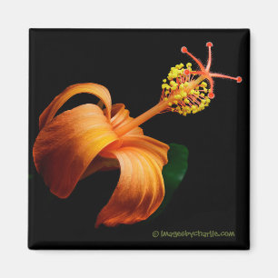 Kokio Native Hawaiian Hibiscus Flower Magnet