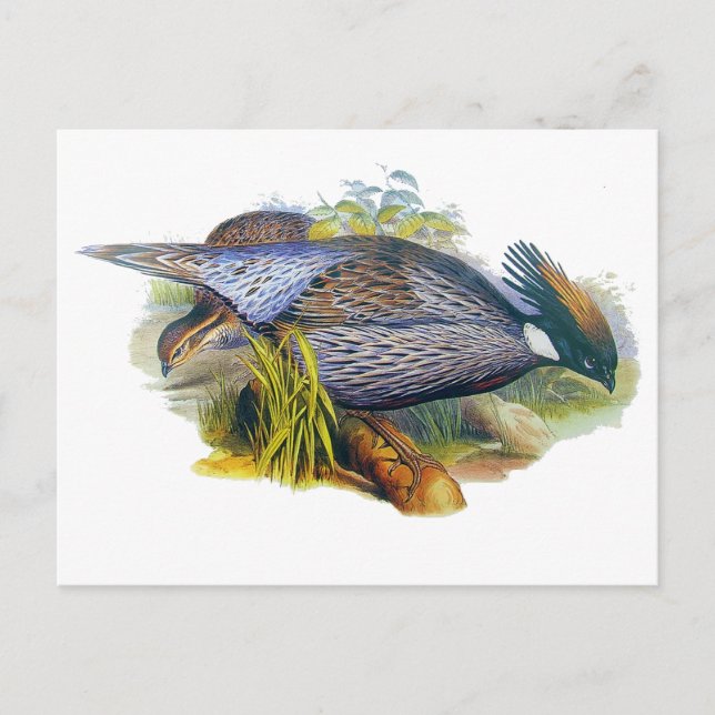 Koklass Pheasant Postcard (Front)