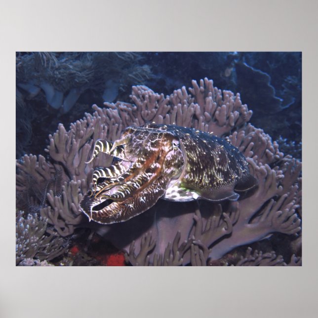 Komodo Cuttlefish Poster (Front)