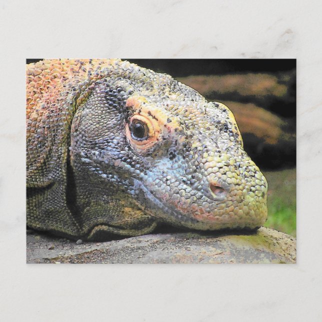 Komodo Dragon Close Up Profile Postcard (Front)