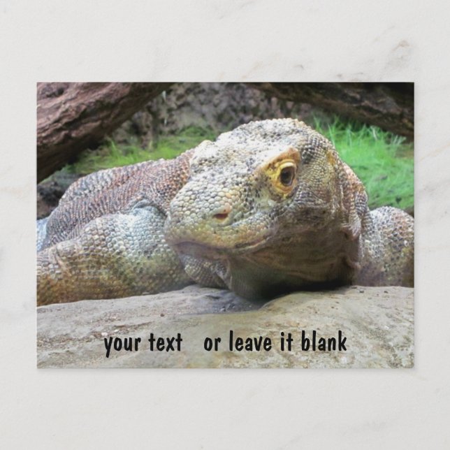 Komodo Dragon face with your text Postcard (Front)