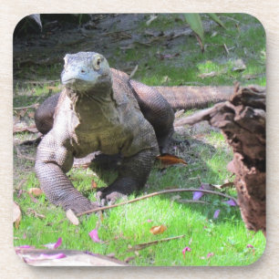 Komodo Dragon Hard Plastic / Cork Coasters