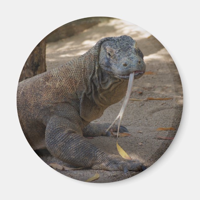 Komodo Dragon Licking Magnet (Front)