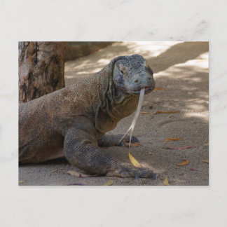 Komodo Dragon Licking Postcard