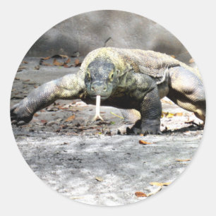Komodo Dragon On the Hunt Stickers