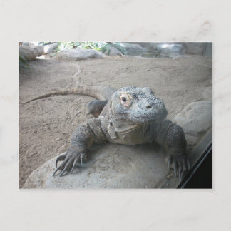 Komodo Dragon Postcard