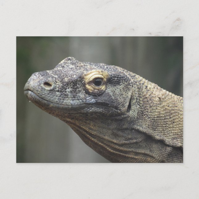 Komodo Dragon Postcard (Front)