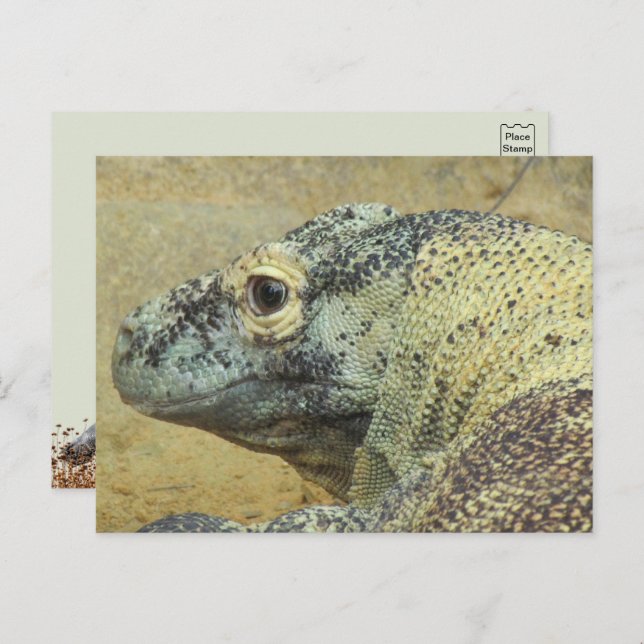 Komodo Dragon Postcard (Front/Back)