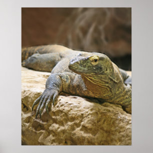 Komodo Dragon Poster