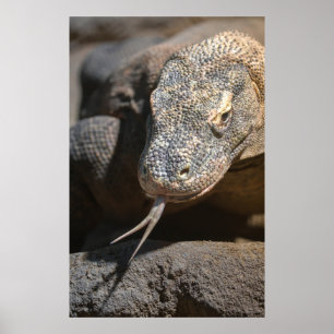 Komodo Dragon Sticking Out His Tongue Poster